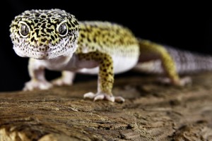 Gecko-leopardo